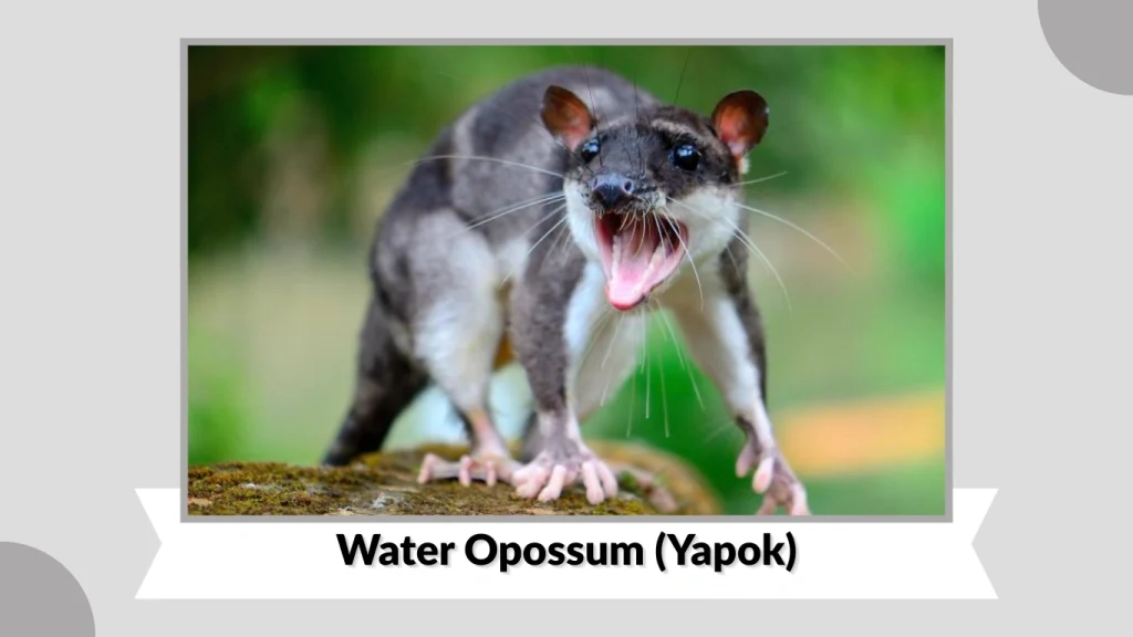 Water Opossum (Yapok)