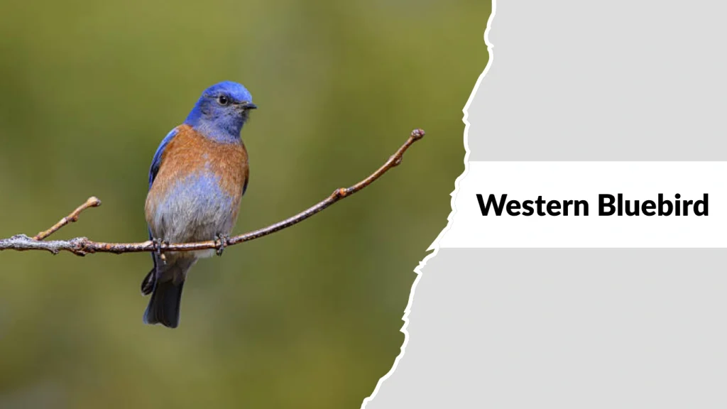 Western Bluebird