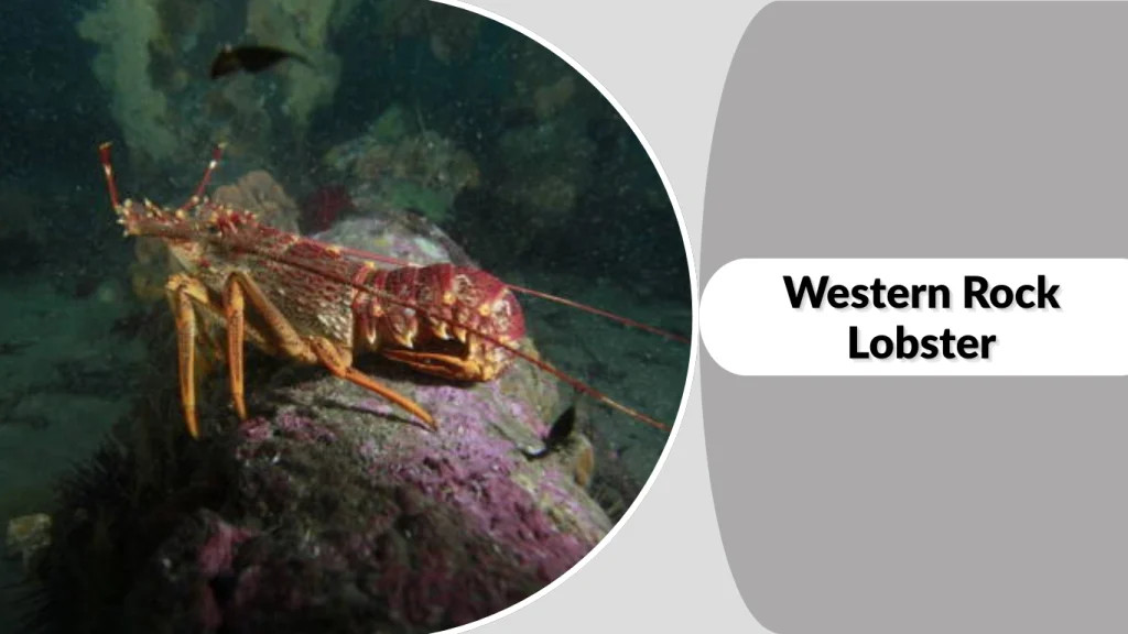 Western Rock Lobster
