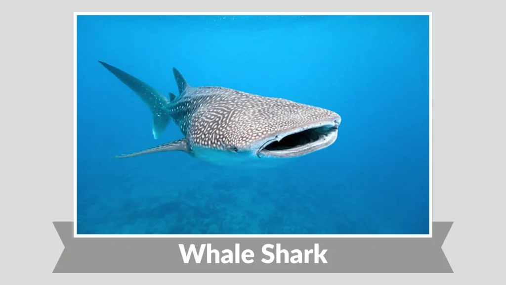 Whale Shark