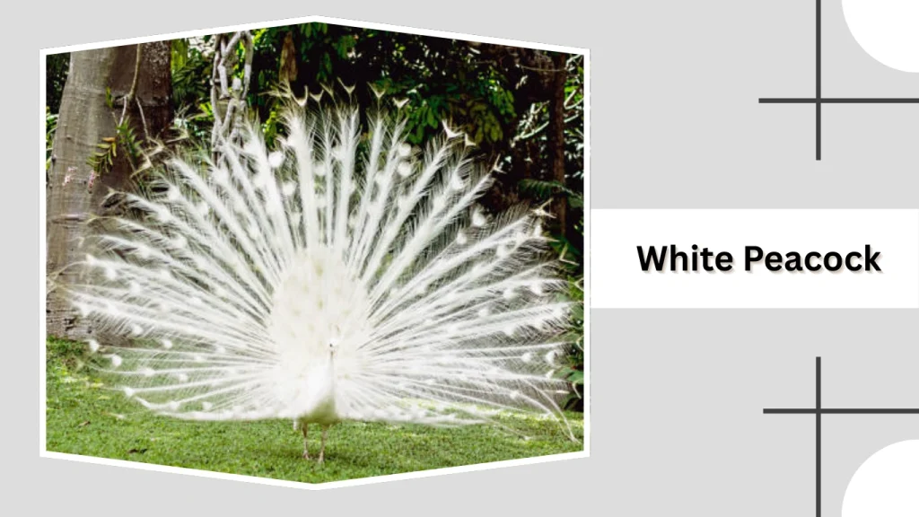 White Peacock