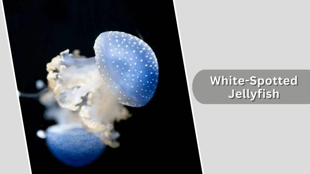 White-Spotted Jellyfish