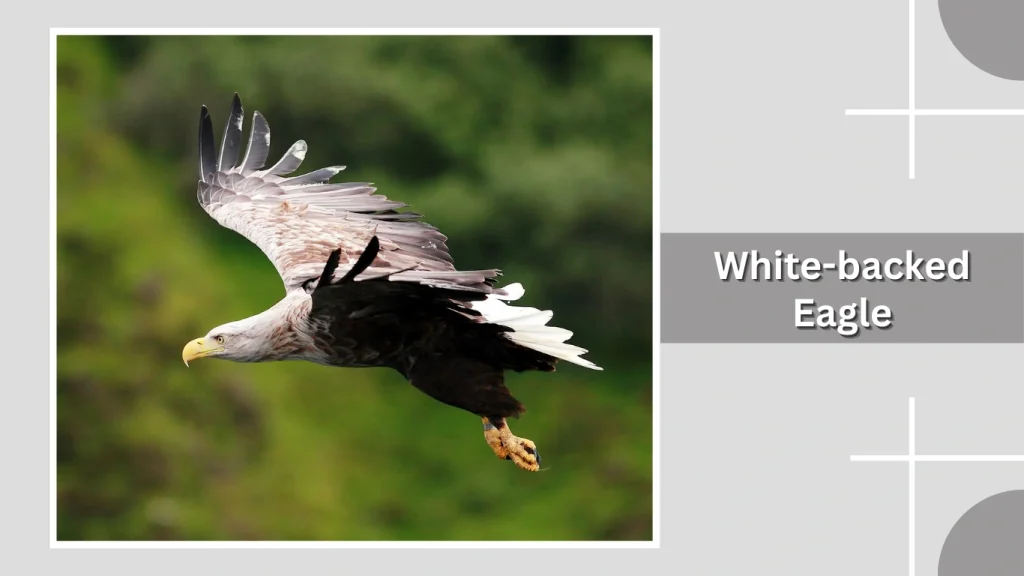White-backed Eagle