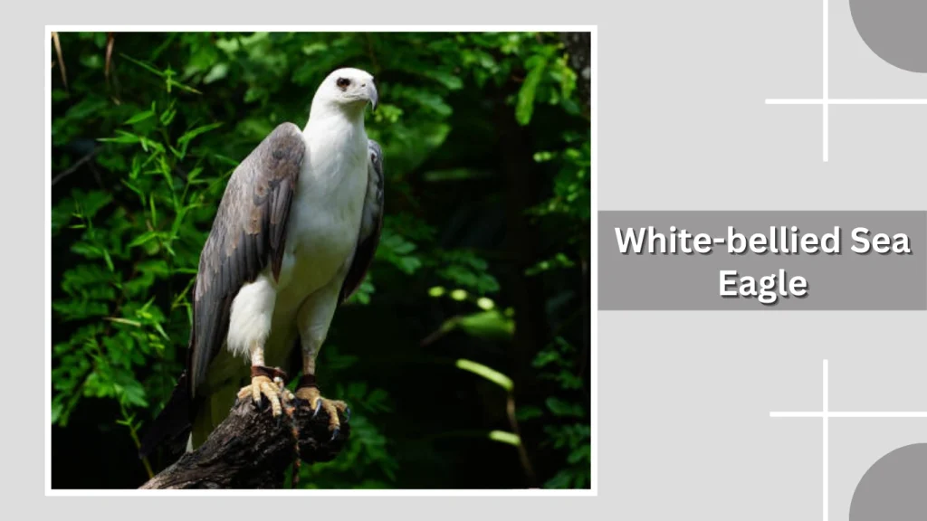 White-bellied Sea Eagle