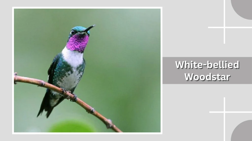 White-bellied Woodstar