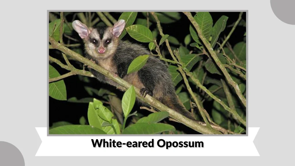 White-eared Opossum
