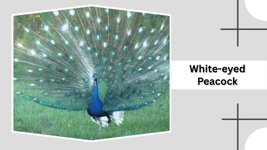 White-eyed Peacock