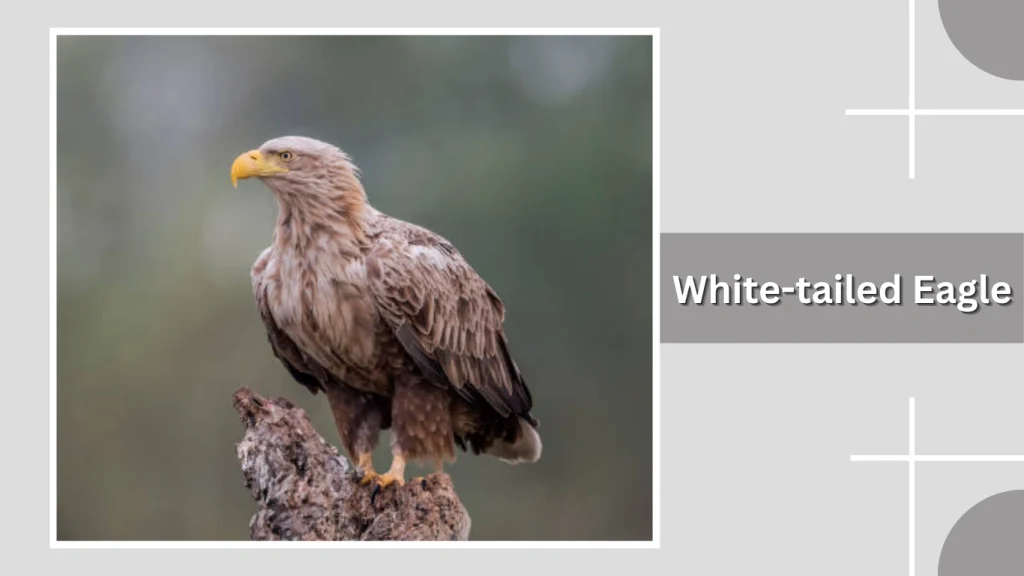 White-tailed Eagle