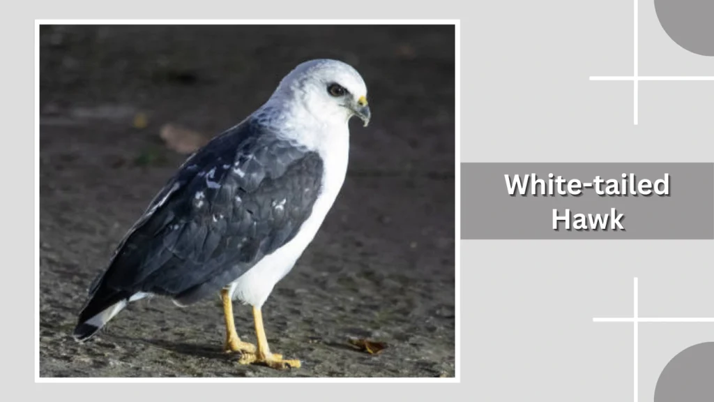 White-tailed Hawk