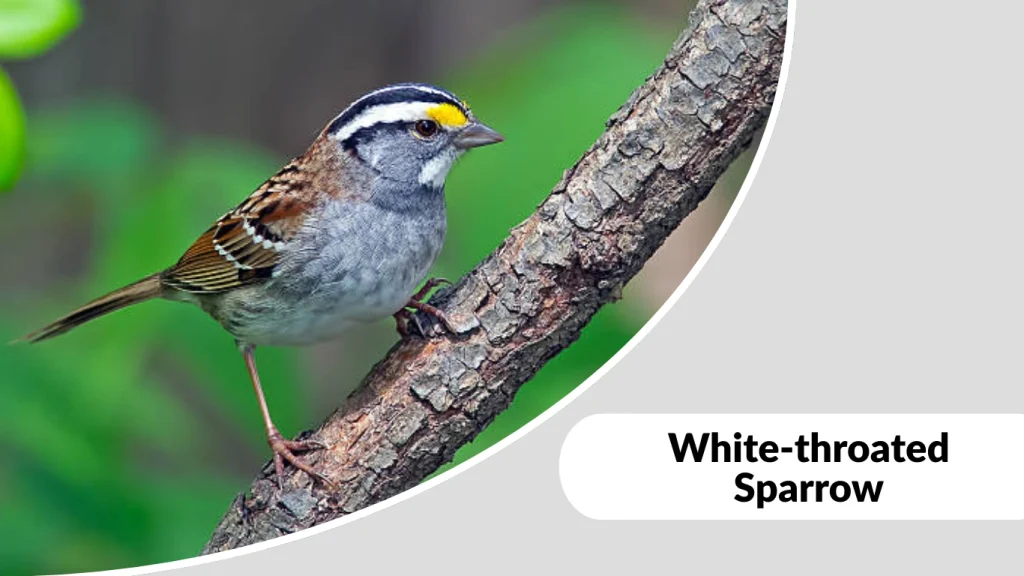 White-throated Sparrow