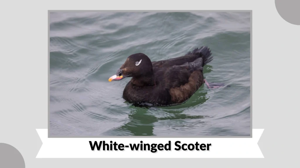 White-winged Scoter