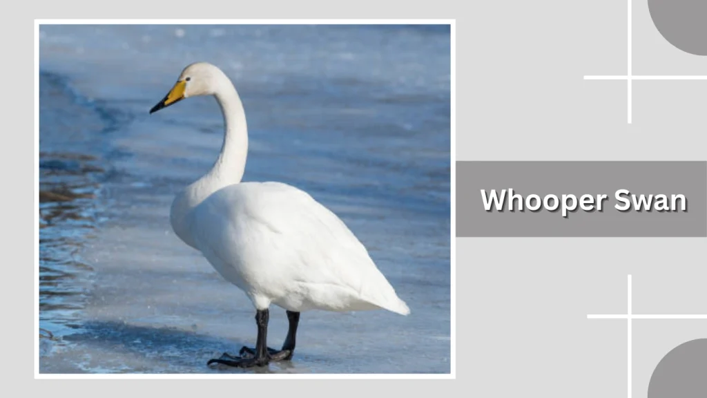 Whooper Swan