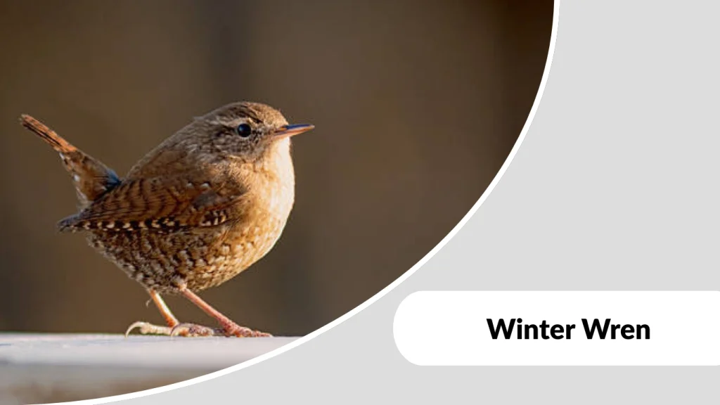Winter Wren