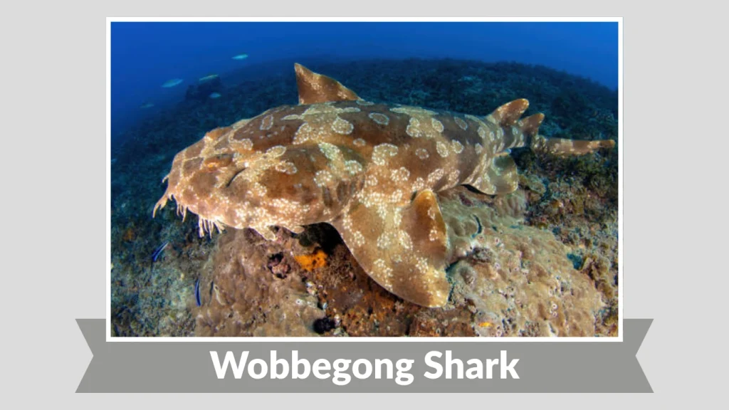 Wobbegong Shark