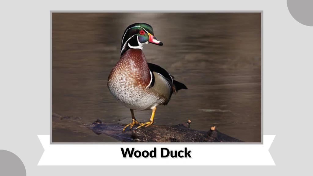 Wood Duck