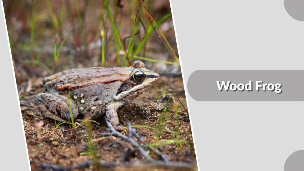 Wood Frog