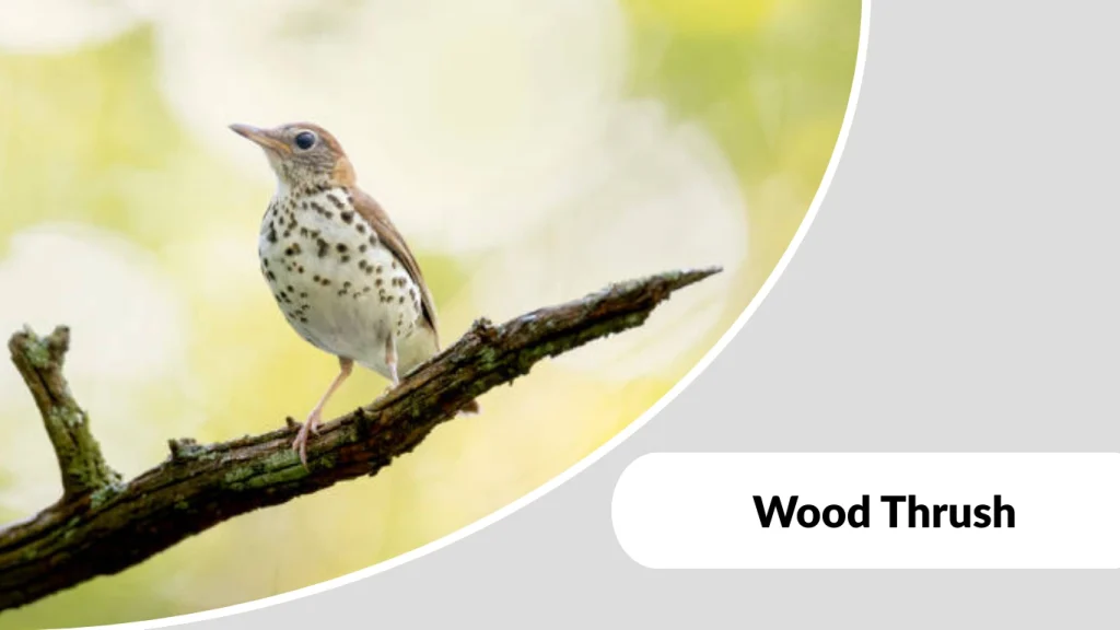 Wood Thrush