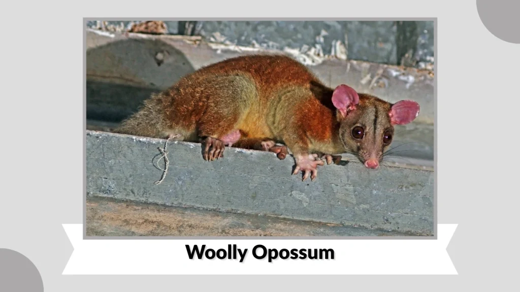 Woolly Opossum