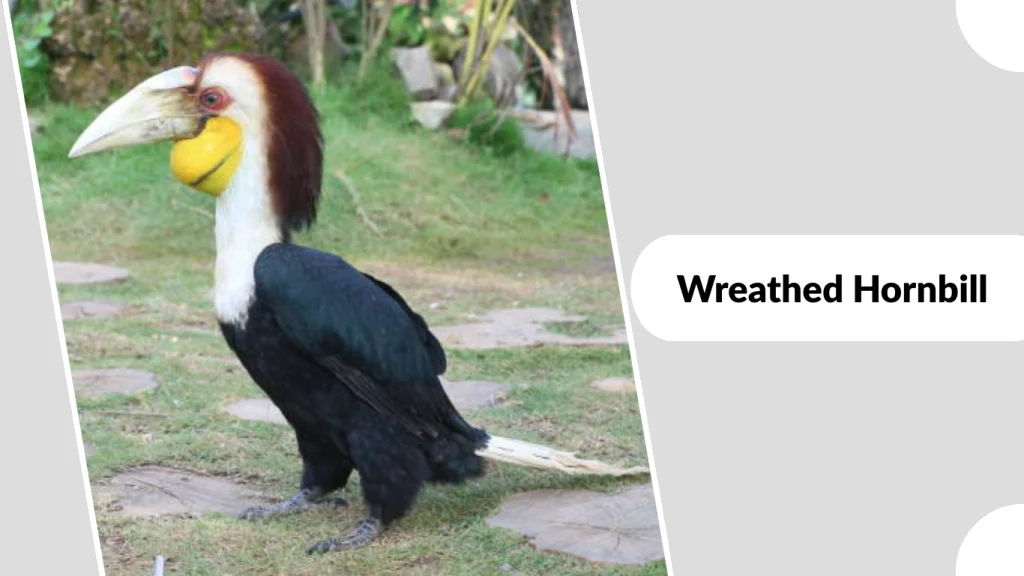 Wreathed Hornbill