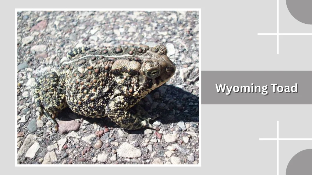 Wyoming Toad