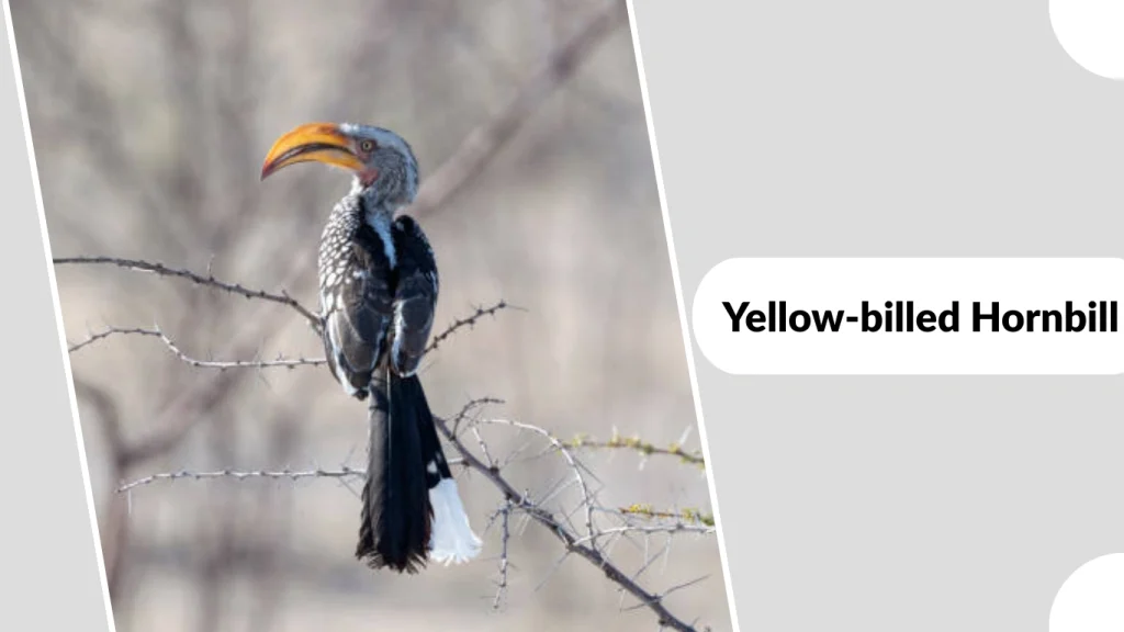 Yellow-billed Hornbill