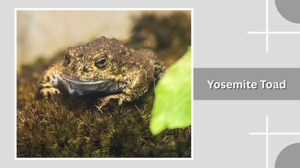 Yosemite Toad