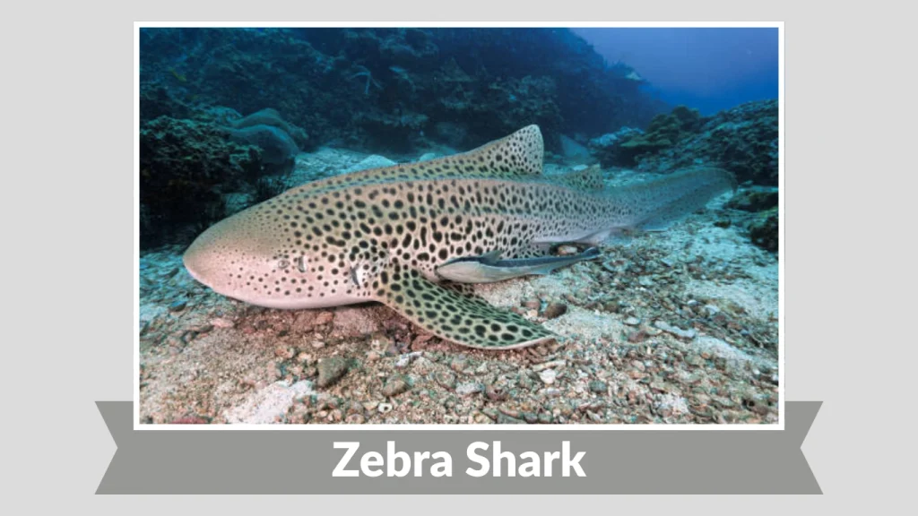 Zebra Shark