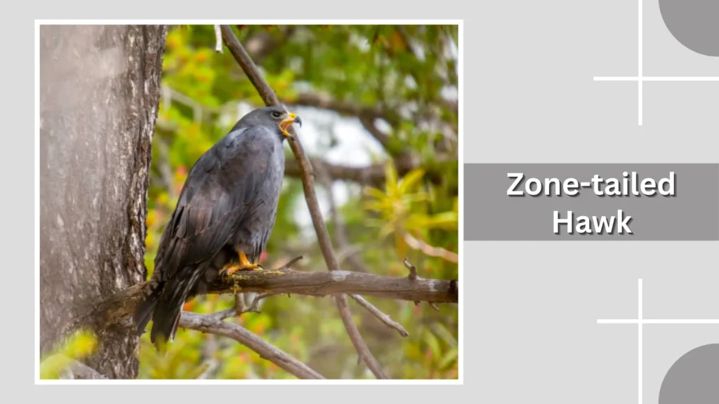 Zone-tailed Hawk