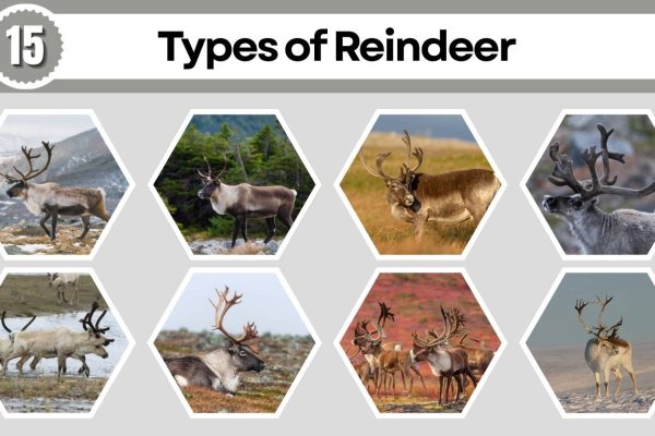 15 Types of Reindeer From Arctic Tundra to Forest Lands