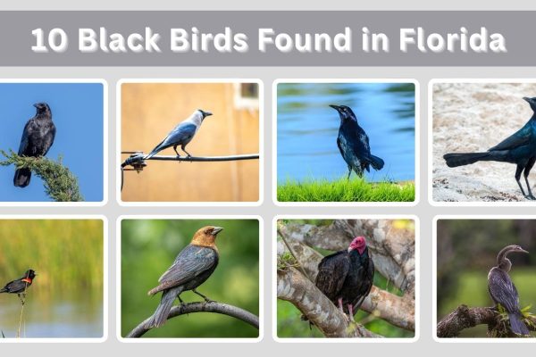 10 Black Birds Found in Florida: Identification with Pictures