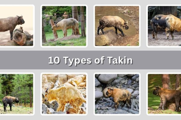 10 Types of Takin Found Across Asia’s High Mountains