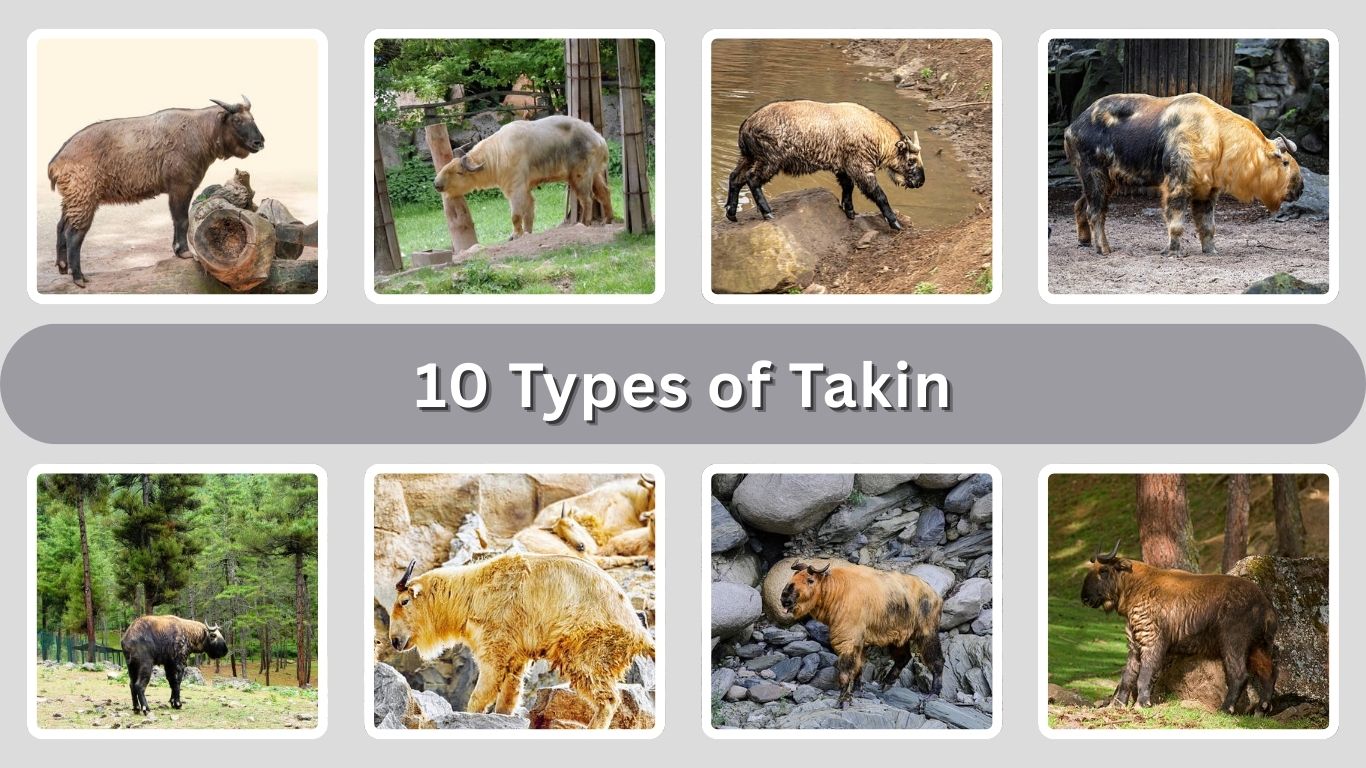10 Types of Takin Found Across Asia’s High Mountains