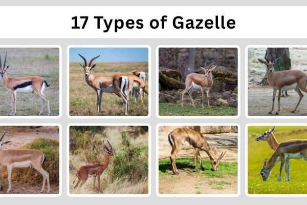 17 Types of Gazelle: Species Identification with Pictures 