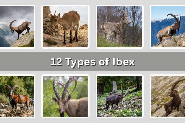 12 Types of Ibex: Different Species Identification With Pictures