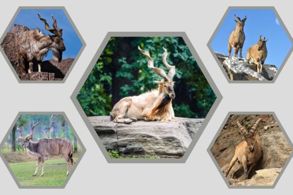 5 Types of Markhor: Species, Identification, Habitat & Pictures 