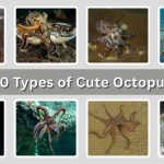 10 Types of Cute Octopus You’ll Love to Discover (ID & Pictures)
