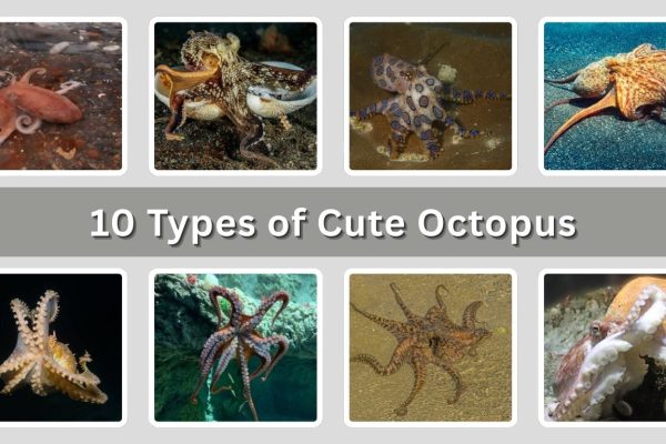 10 Types of Cute Octopus You’ll Love to Discover (ID & Pictures)
