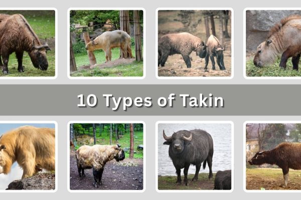 10 Types of Takin Found Across Asia’s High Mountains