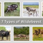7 Types of Wildebeest:  Identification With Picture
