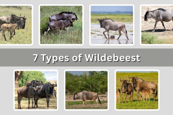 7 Types of Wildebeest:  Identification With Picture