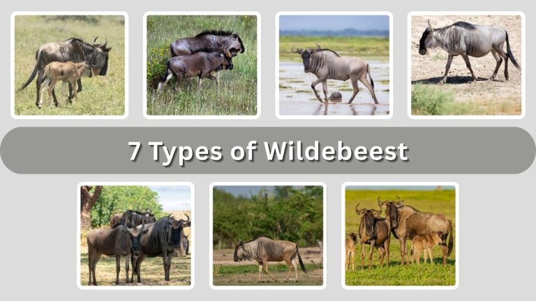 7 Types of Wildebeest: Identification With Picture