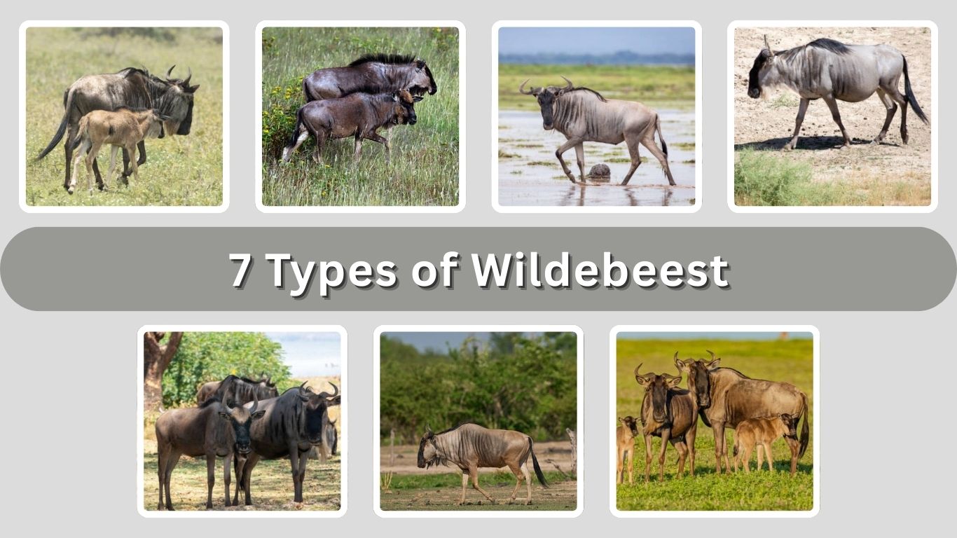 7 Types of Wildebeest:  Identification With Picture