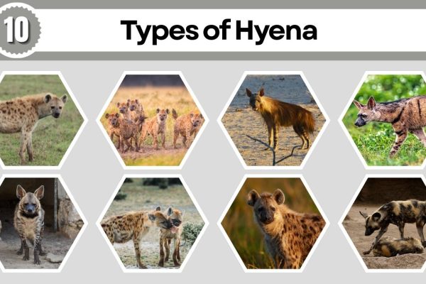 10 Types of Hyena: Species Identification with Pictures