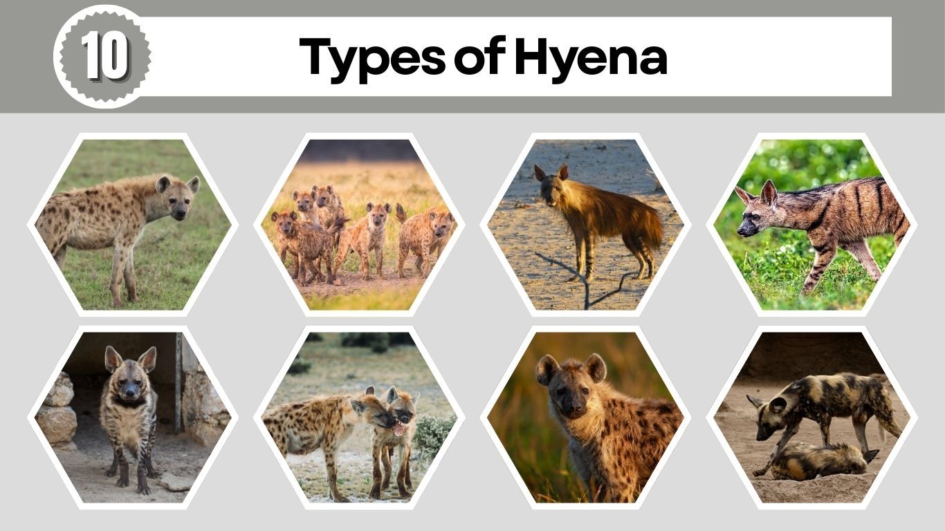10 Types of Hyena: Species Identification with Pictures