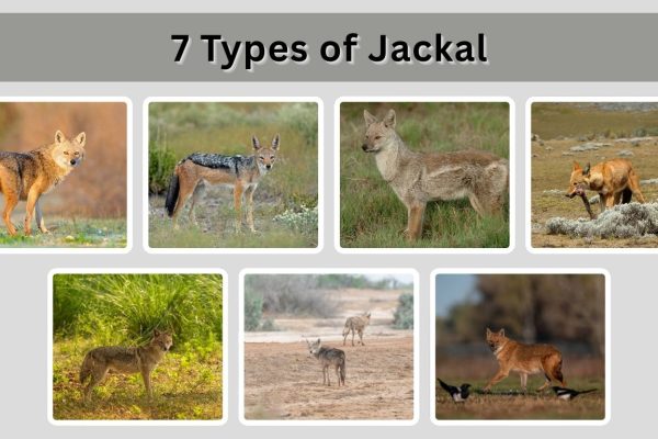 7 Types of Jackal: Species Identification with Pictures