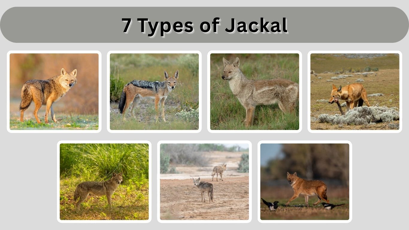 7 Types of Jackal: Species Identification with Pictures