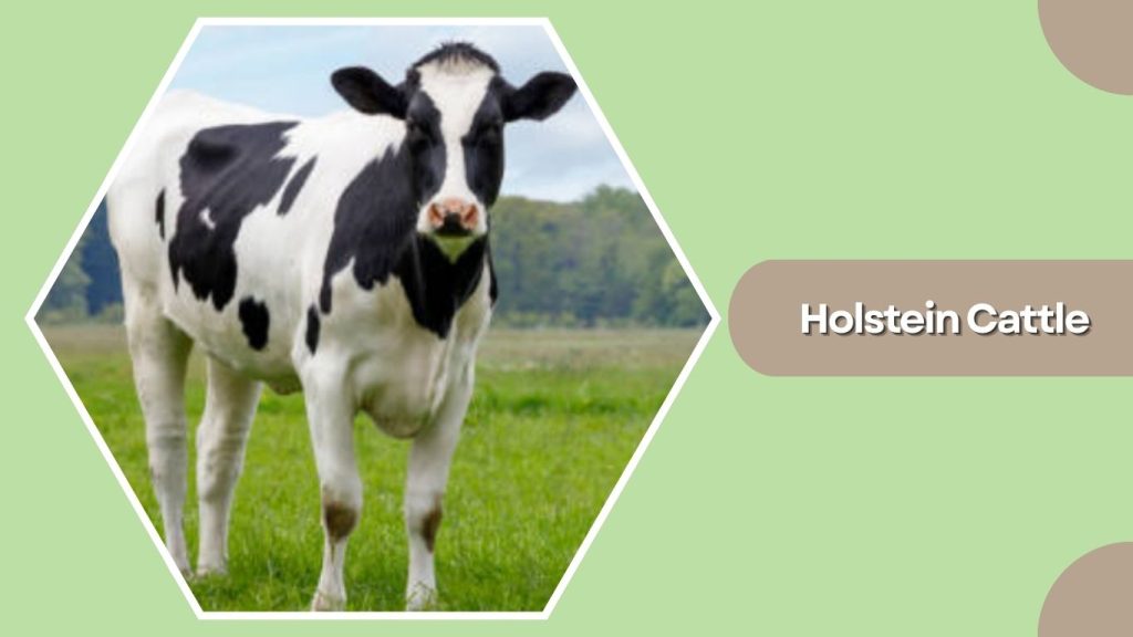 Holstein Cattle