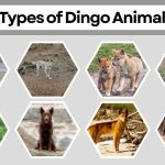 10 Types of Dingo Animals: Species Identification with Pictures