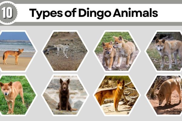 10 Types of Dingo Animals: Species Identification with Pictures