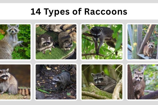 14 Types of Raccoons: Species Identification with Pictures 